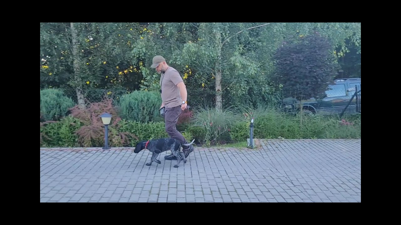 Odc.13. Jak prawidłowo chodzić z psem na smyczy  - kilka zasad cz.1
