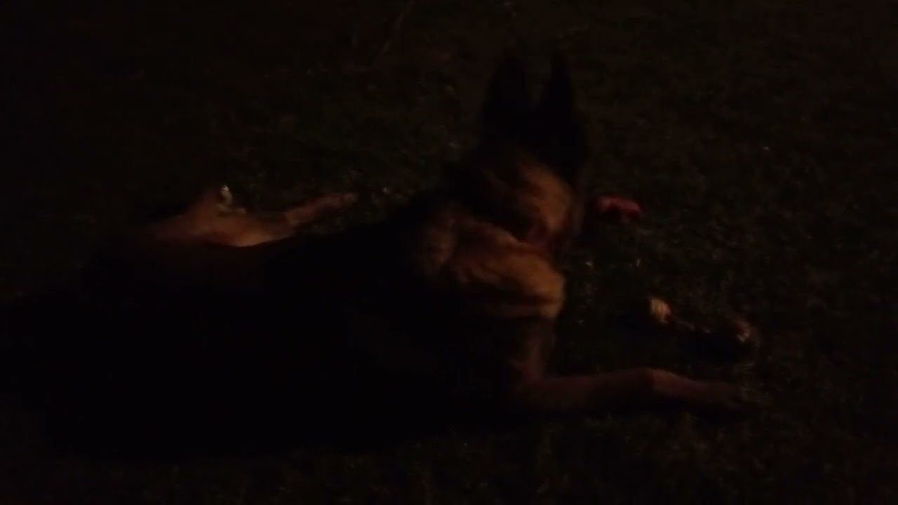 Belgian shepherd/ Moja zvjerka