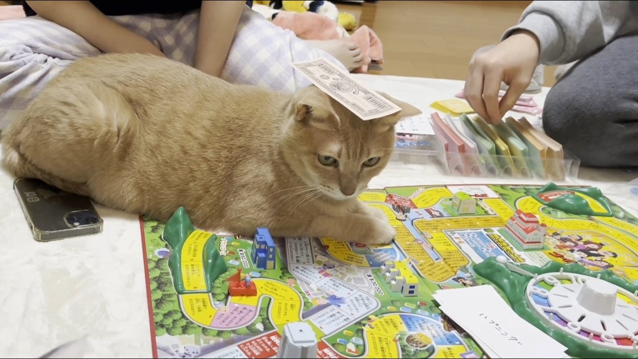 遊ぶならトランプよりも人生ゲームで遊んでほしい猫