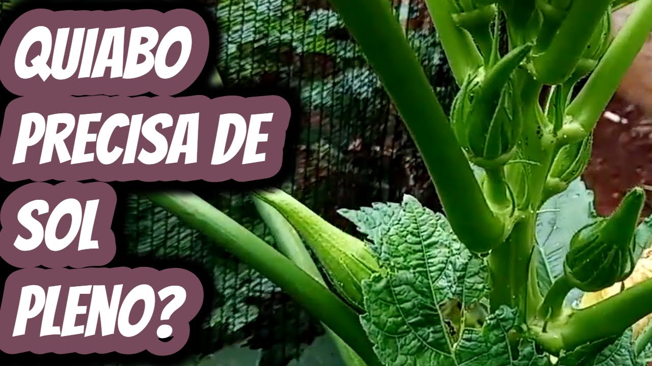 Quiabo precisa de sol pleno para desenvolver? Precisa de quantas horas de luz solar direta por dia?