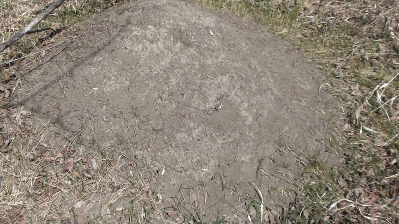 Mound-building Ants (Formicidae)