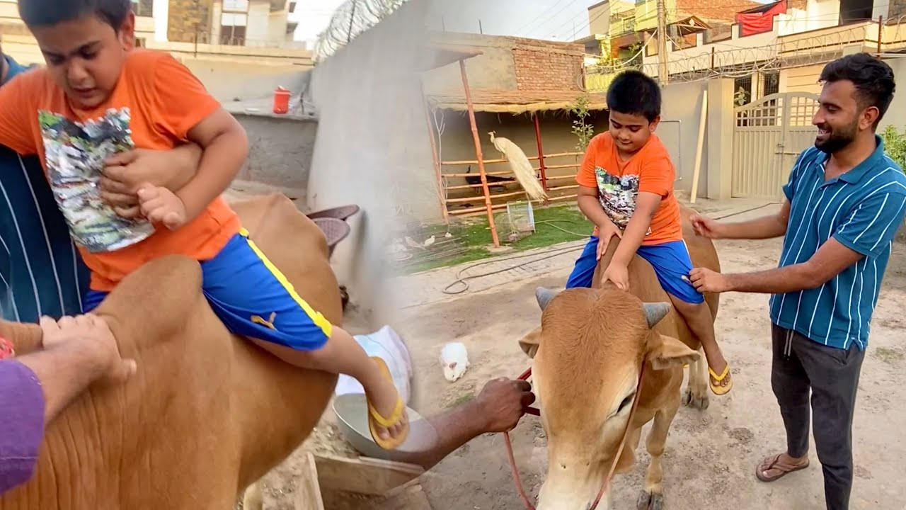 Shayan Ko Aj Bull Ki Ride Krai😂