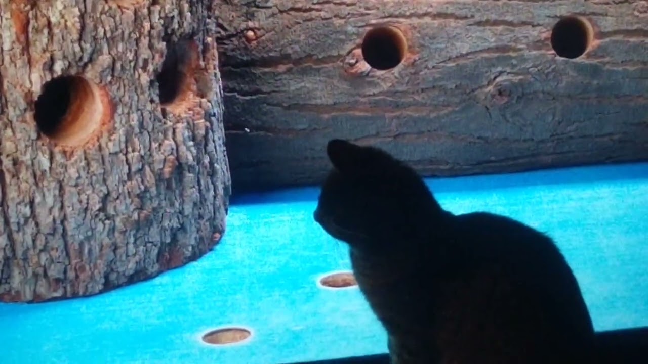 Cat and mouse 1