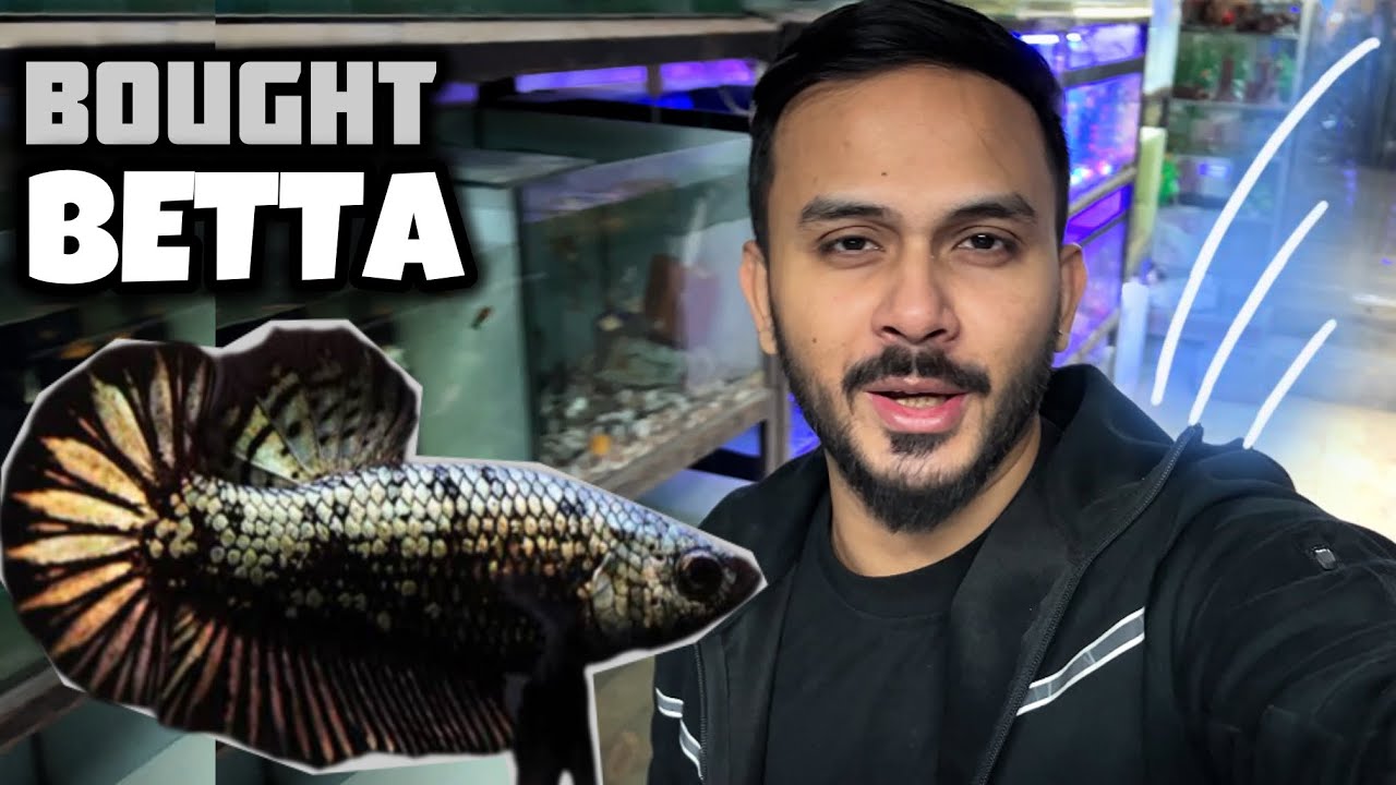 Bought BETTA FISH On My Subscriber’s Request | Fighter Fish Grooming Project Begins - Imran's World