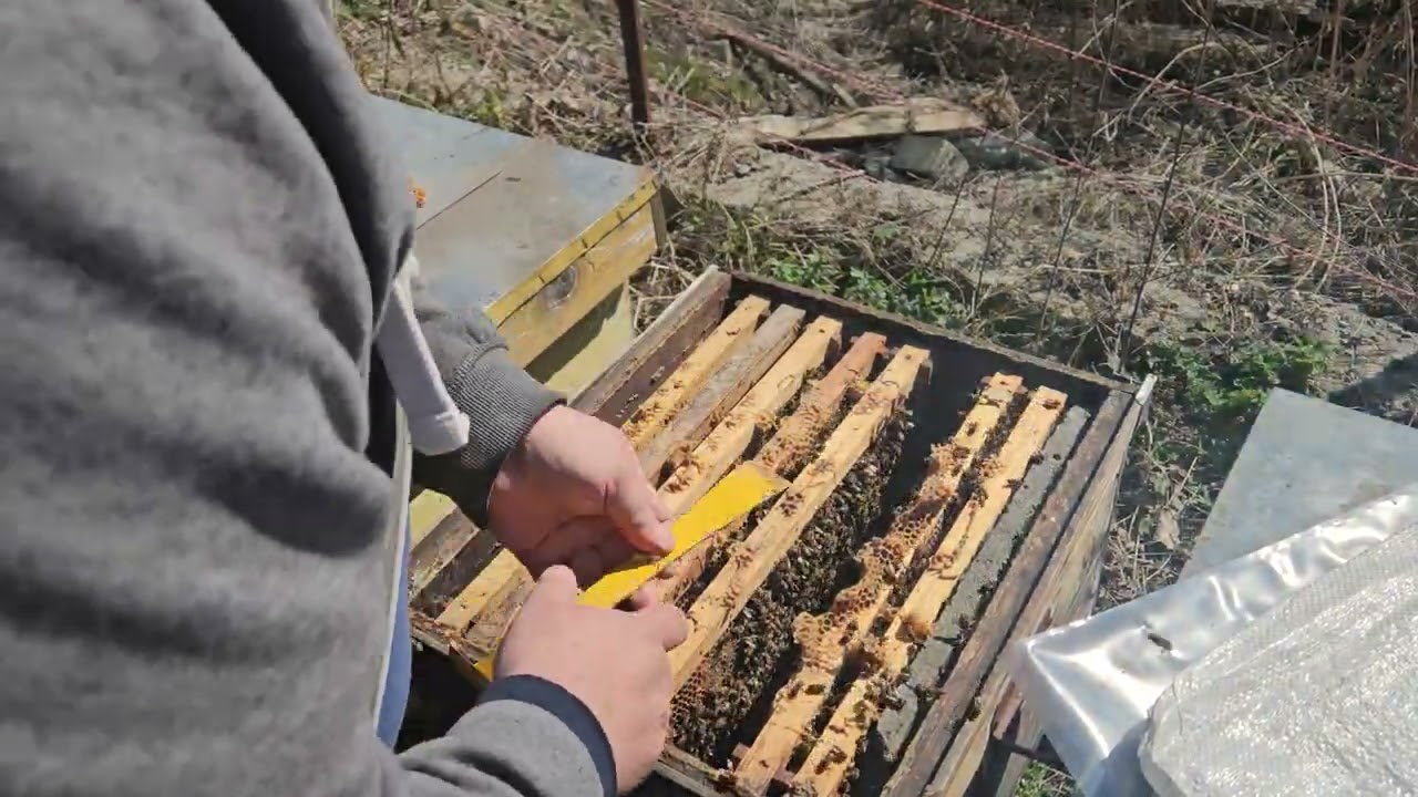 Am făcut revizia sumară de primăvară la albine  în Mărgăritești !