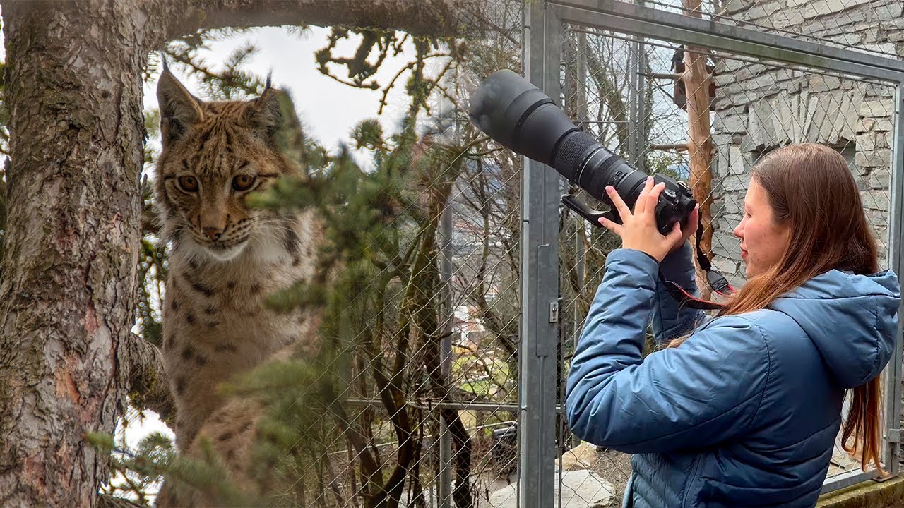 First time shooting WILDLIFE at Alpenzoo Innsbruck 🦅 Tamron 150-600mm & Canon 90D
