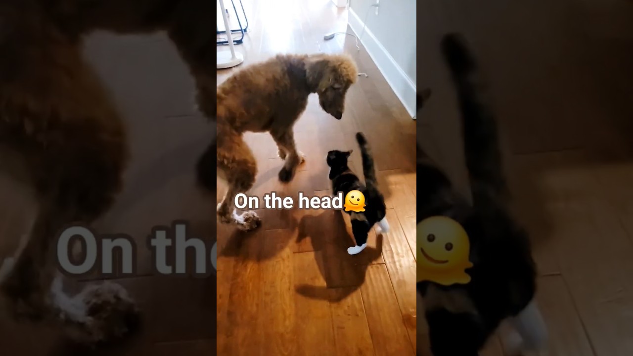 🫠Struggles?🔨 #trending #funny #ytshorts #trendingshorts #fyp #memes #cute #cat #catvideos #coconico