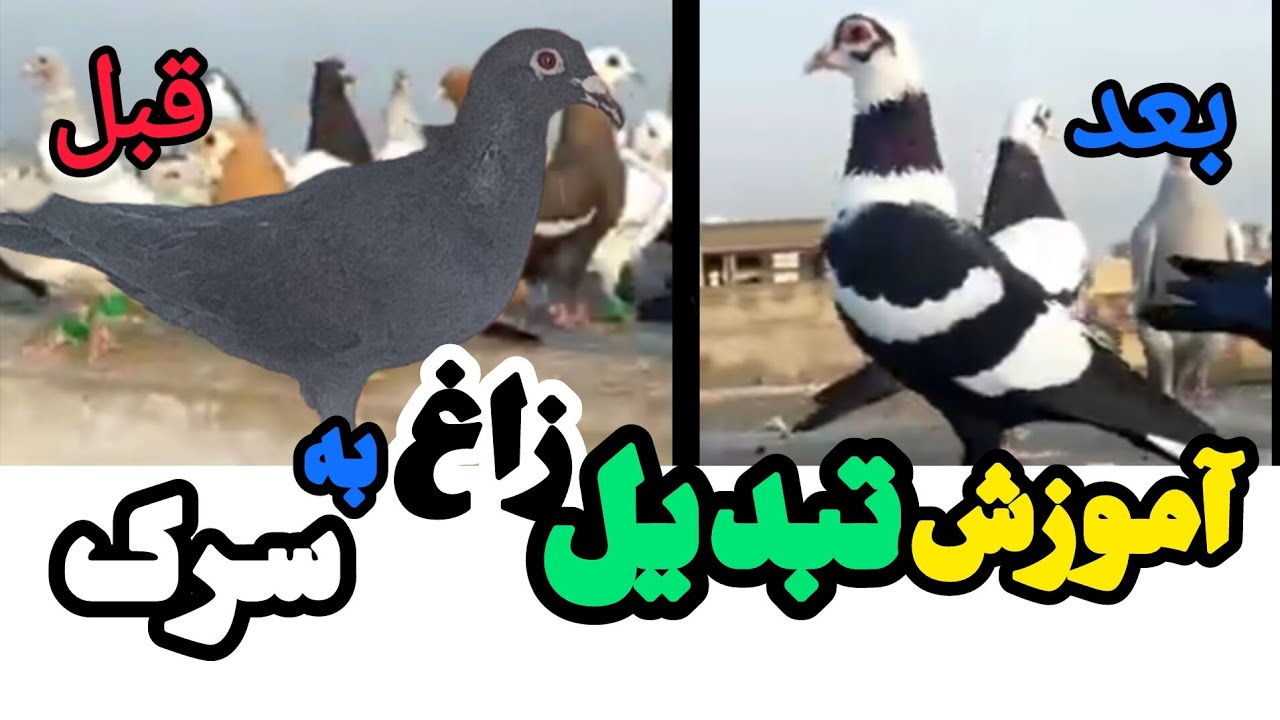 کبوتر .آموزش،تغیر رنگ کبوتر برای اولین بار در ایران.