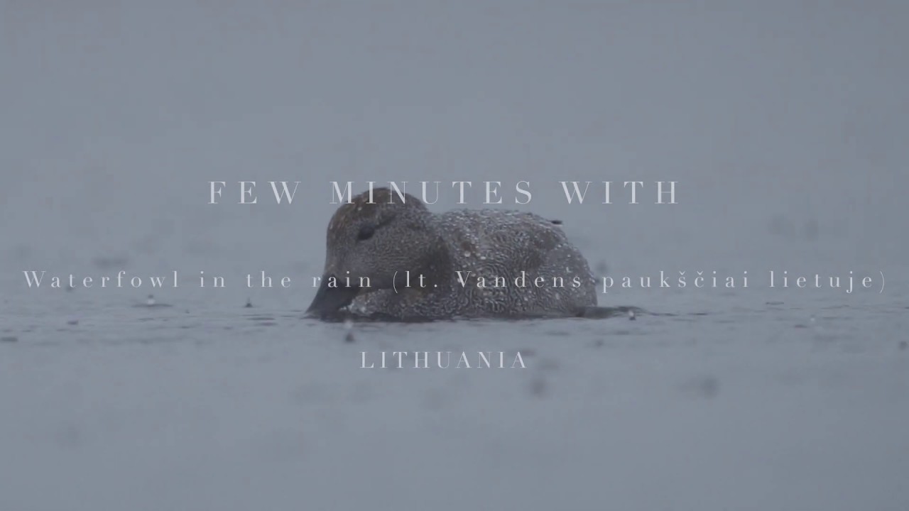 Waterfowl in the rain. Birds swimming. Lithuania