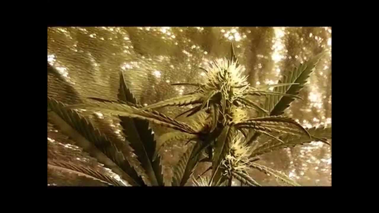Blue pit and Exodus cheese grow - day 21