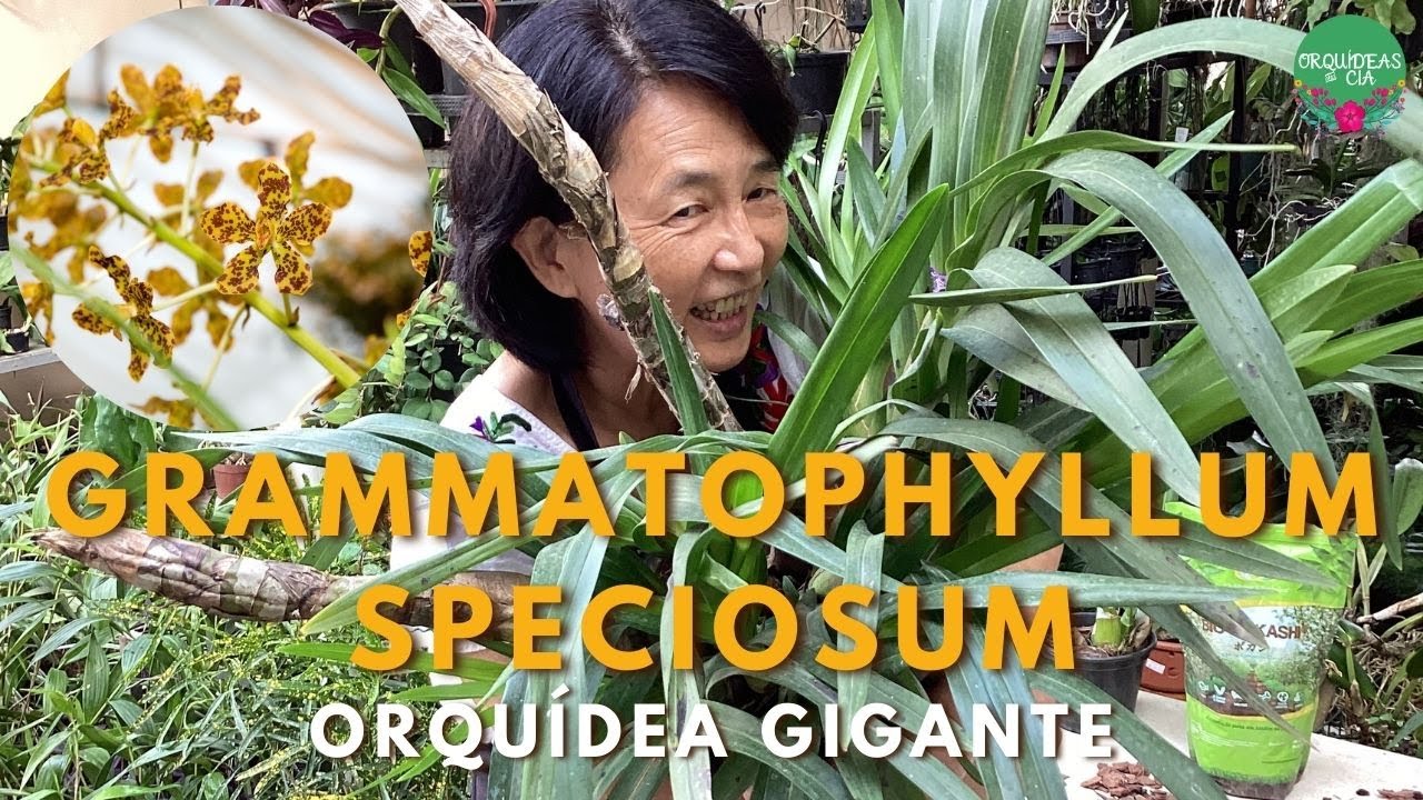 Orquídeas curiosas: Grammatophyllum speciosum, a Orquídea Tigre ou Orquídea Gigante!