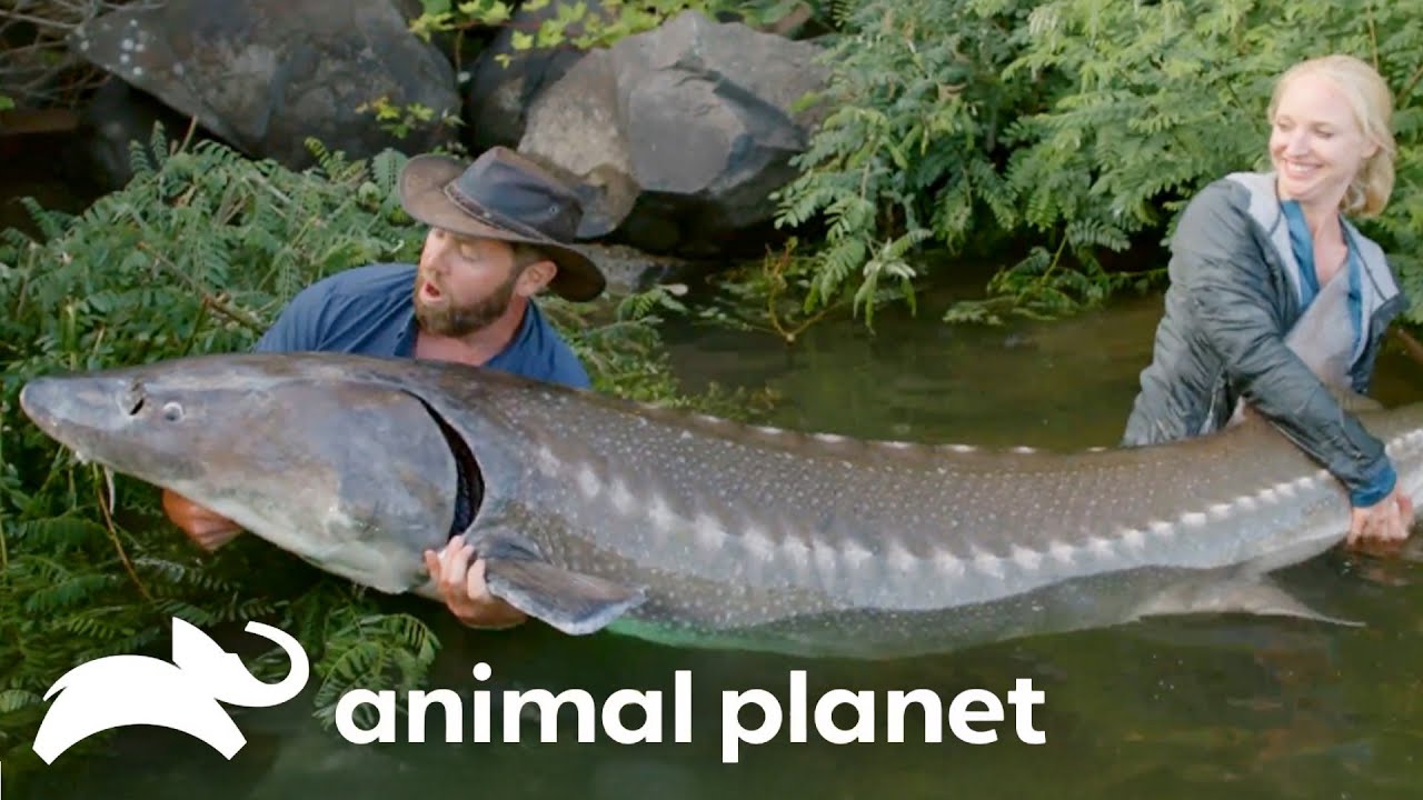 Most Incredible Catches | Mysterious Creatures with Forrest Galante | Animal Planet