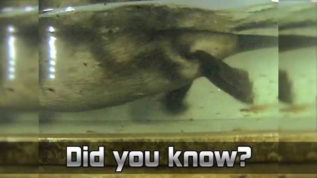 The Busy Beavers of the Tuolumne River