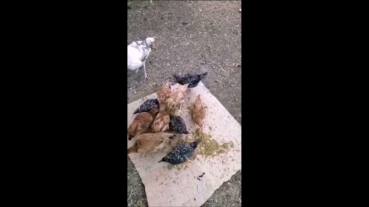 طريقة تحضير علف دجاج بالهندية|الجزء1|
