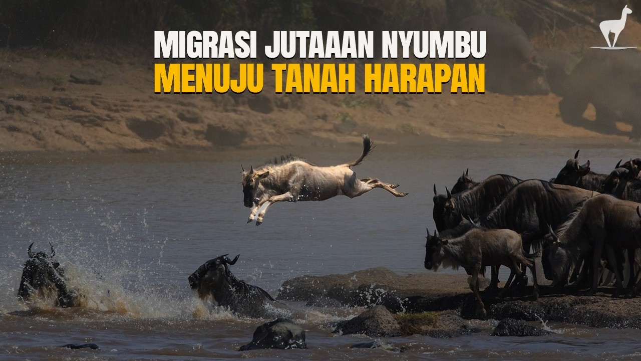 Migrasi Jutaan Nyumbu yang Hebat dan Kehidupan Hewan Lain #temansahur #temantidur