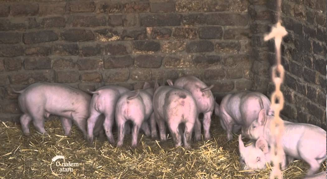 Uzgoj i farma svinja u Staparu   U nasem ataru 614