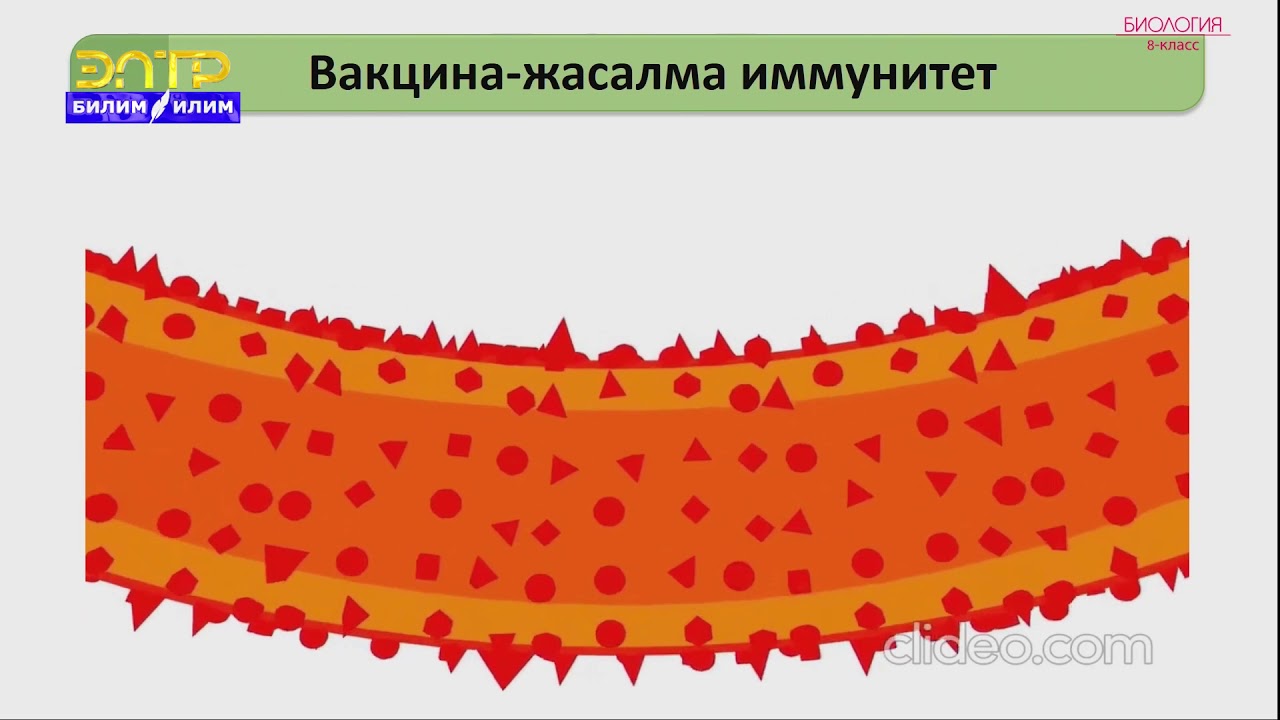 8-класс | Биология |  Иммунитет-организмдин коргонуу реакциясы.