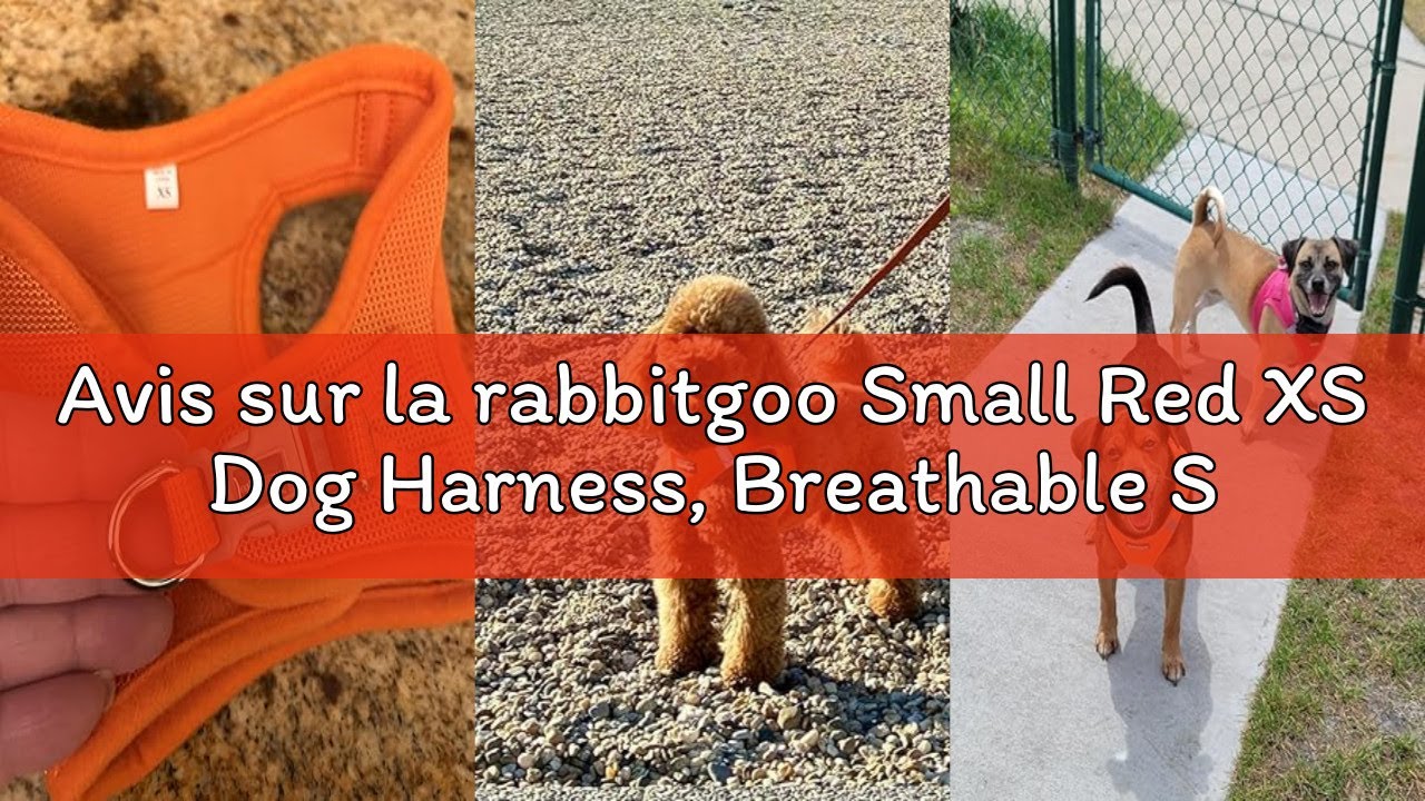 Avis sur la rabbitgoo Small Red XS Dog Harness, Breathable Soft Mesh Puppy Harness, Reflective Arnet