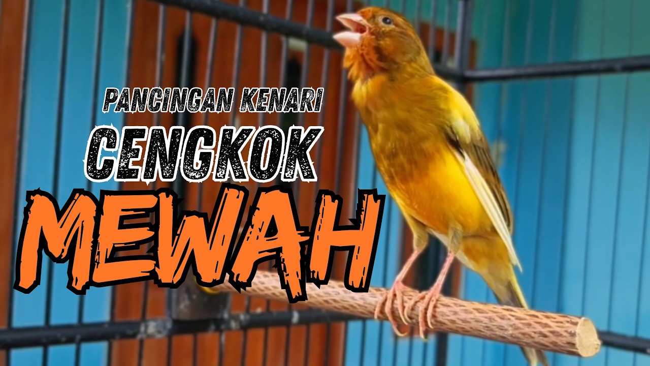Sekali Putar Langsung Nyaut! Pancingan & Terapi Kenari Macet Bunyi Jadi Gacor Dor !!