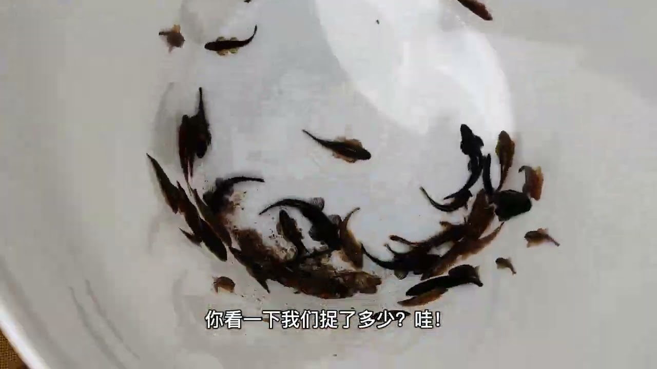 霹雳和风野采2.0