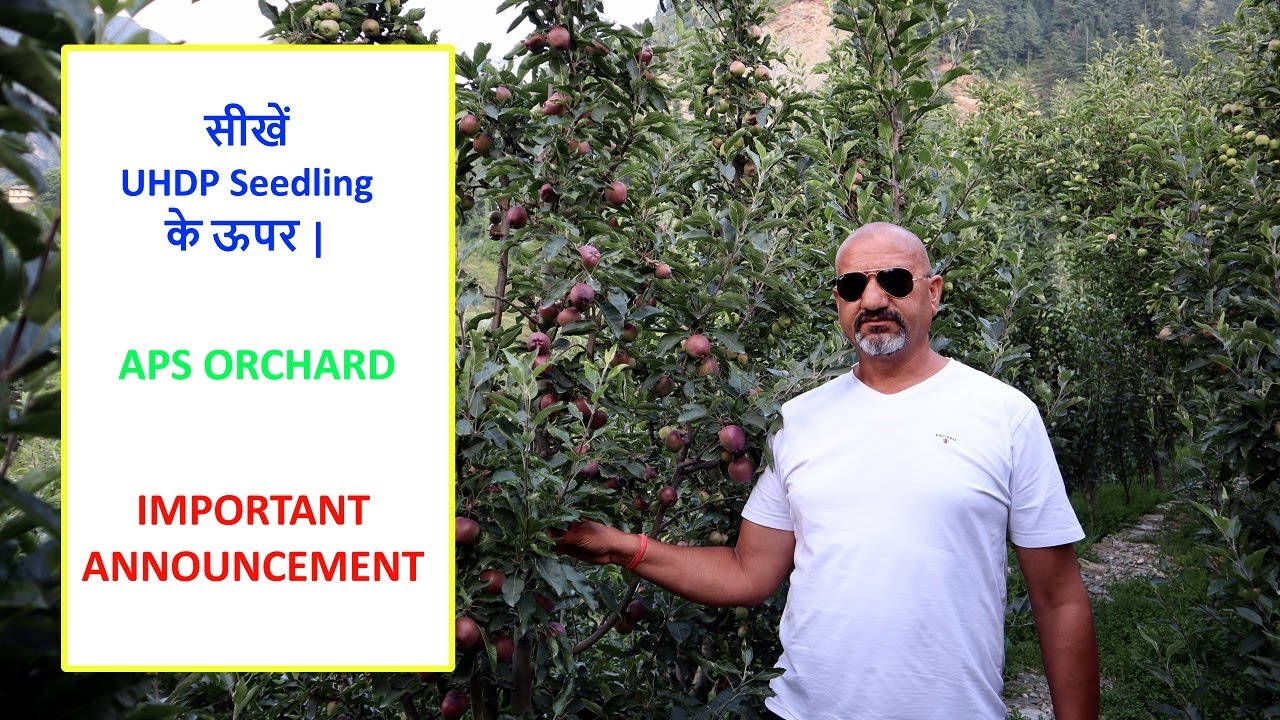 प्रेम चौहान जी (Shentoo) के APS ORCHARD में की गई UHDP - Seedling की पहली OFFICIAL झलक - PART 5 - 6
