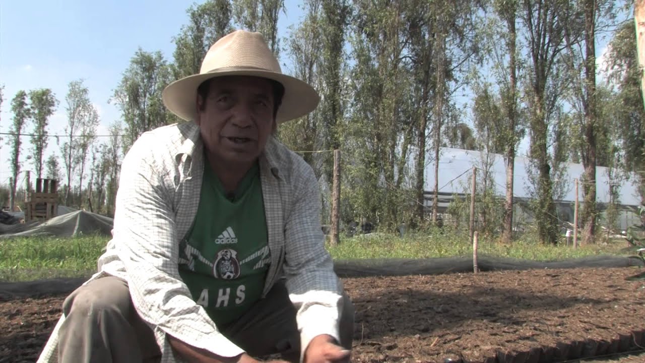 Los Últimos Chinamperos