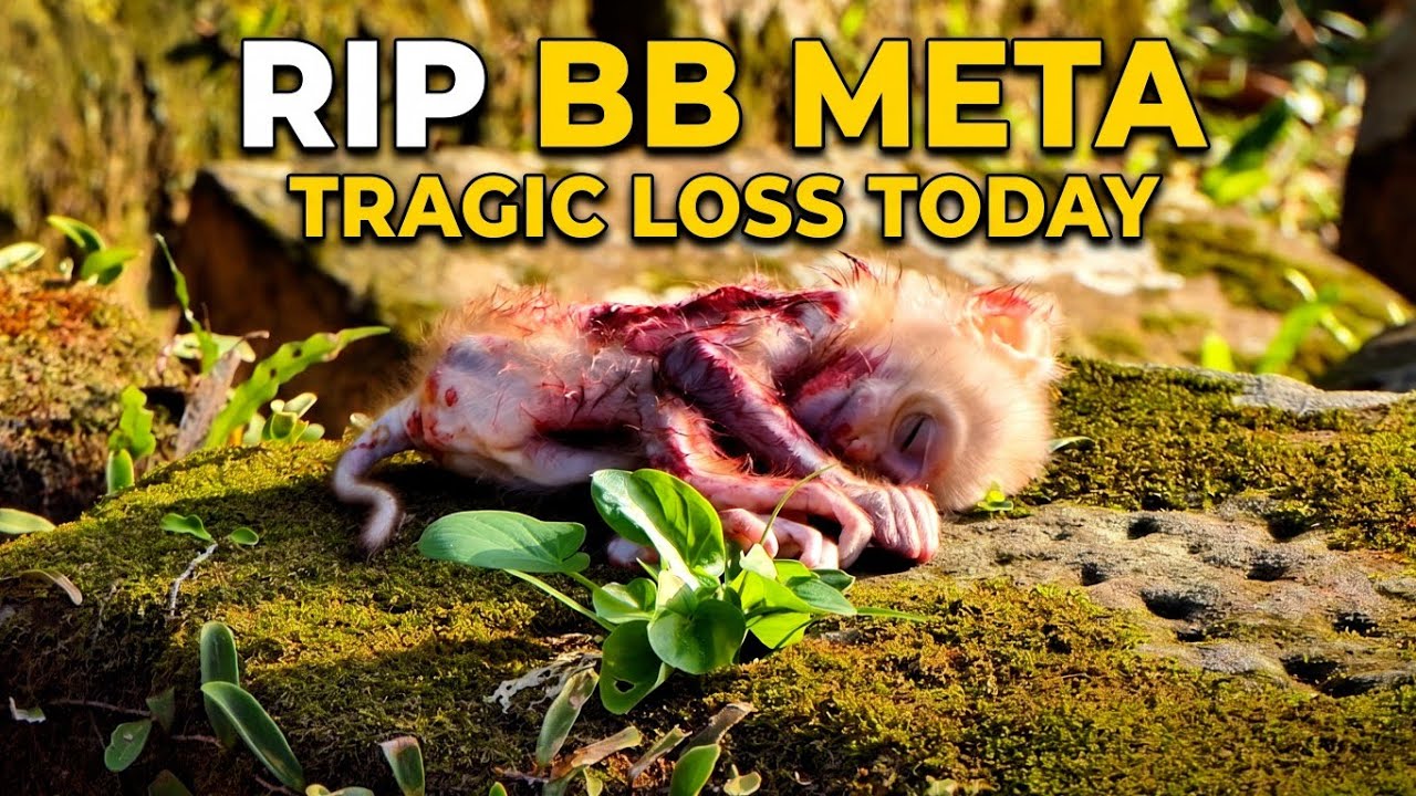 RIP Meta .Meytrey Monkeys grieve over her Meta today | Full stories till he was gone at the evening 