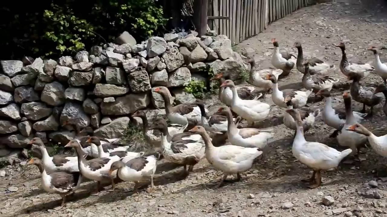 Vezirköprü/Kabalı Köyü Belgeseli