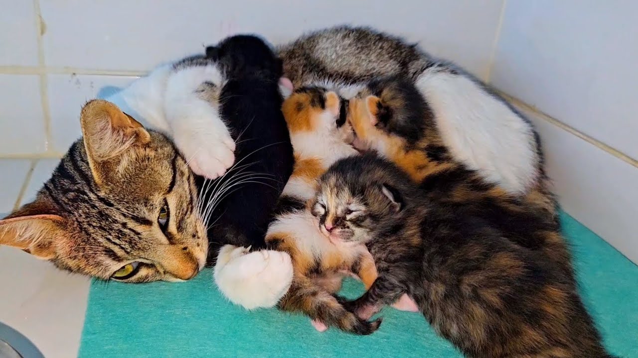 Mother Cat thanks Me for caring for her Newborn Kittens