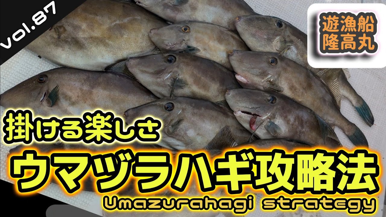 vol.87【山口県】掛ける楽しさウマヅラハギ攻略 #ウマヅラハギ #遊漁船 #fishing #船釣り