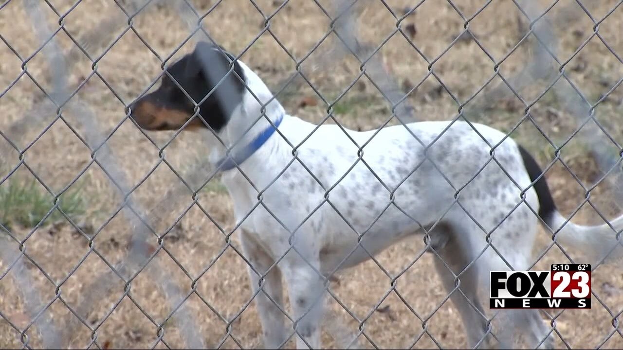 Video: City of Tulsa announces increased fines for unaltered and abandoned animals