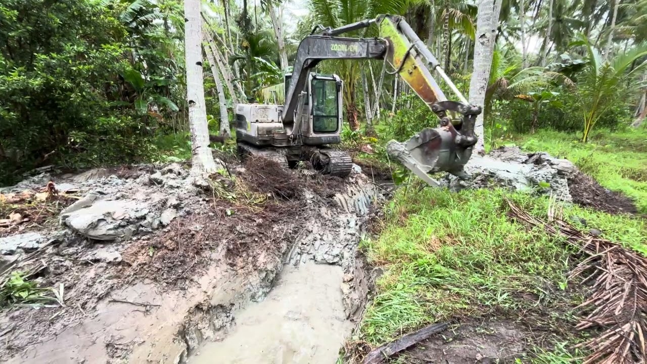 Parit Kebun Kelapa Dipenuhi Bemban! Beginilah Tanda Kebun Kurang Perawatan