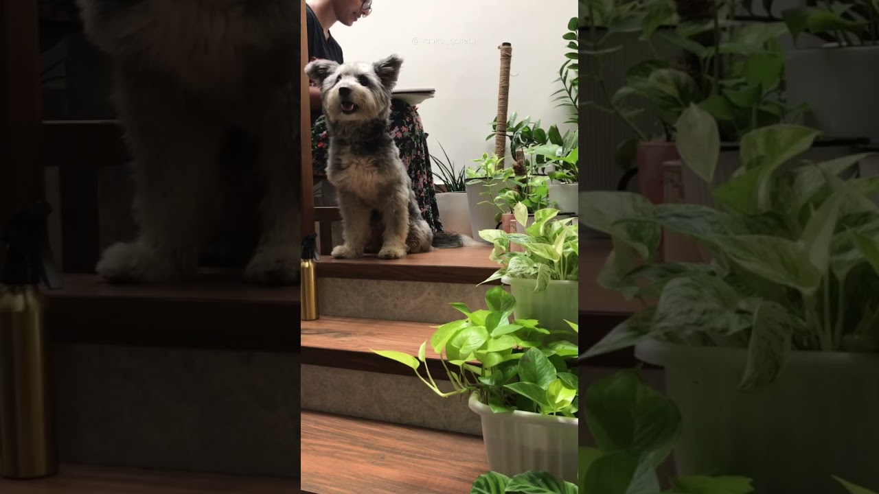 My companion #koji #acrylicart #artlearning #instareels #shorts #doglover #terrier #painting