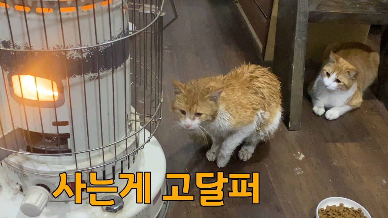 비에 흠뻑 젖은 몸으로 찾아온 길냥이#고양이 #길고양이