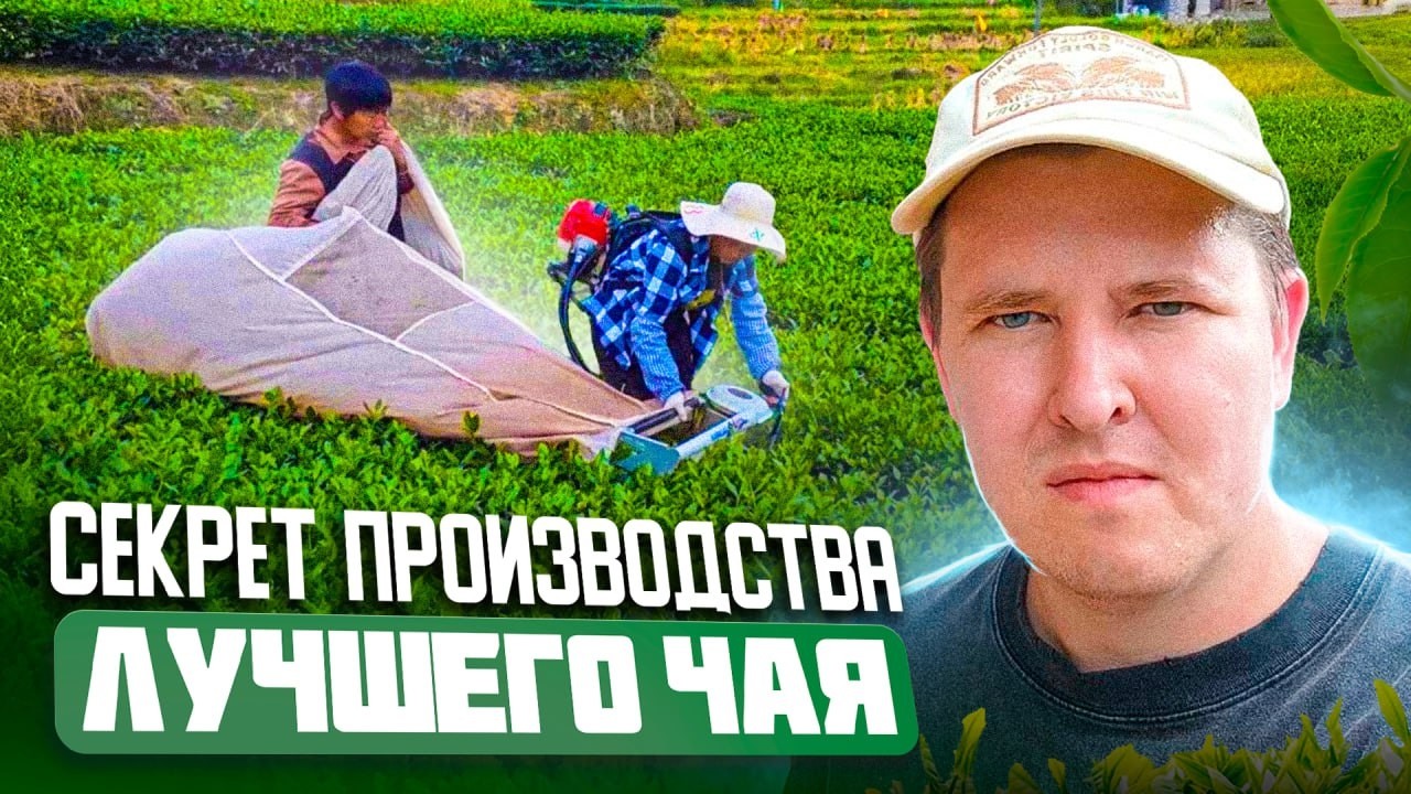 Я ПРОНИК НА ЗАКРЫТОЕ ЧАЙНОЕ ПРОИЗВОДСТВО В КИТАЕ! Что скрывают производители? Часть 2