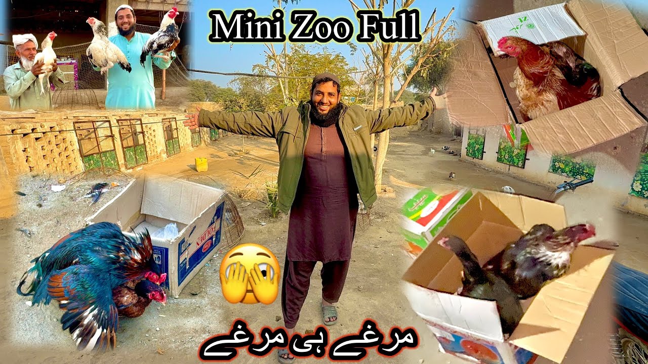 Emergency Men Baht Sary Murga Agye 🫣 Mini Zoo Full