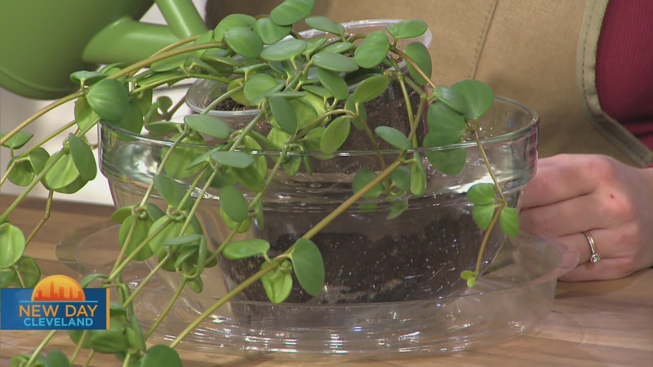 New Day Cleveland: Cleveland Plant Doctor