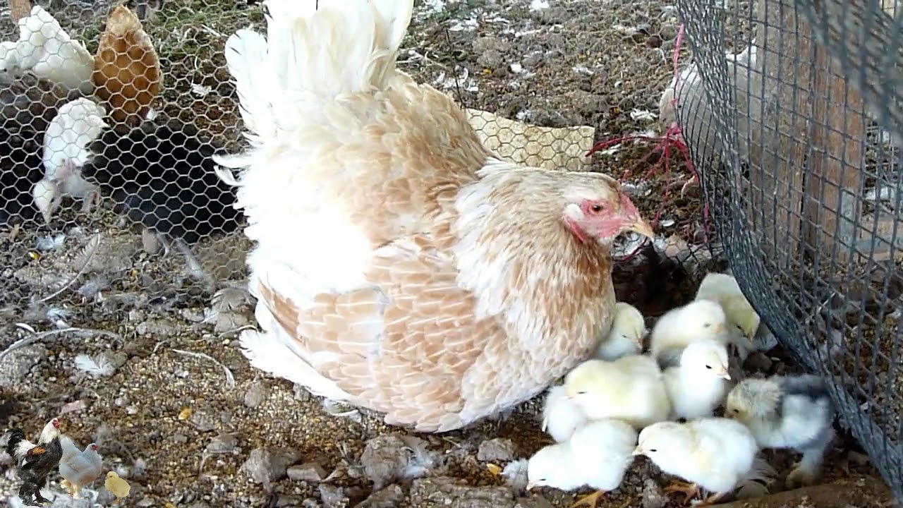 BRAHMA CHICKEN - BRAHMA THE (BEST) GREAT MOTHER HENS  -- κλωσσα  brahma - AGROKOTA.GR