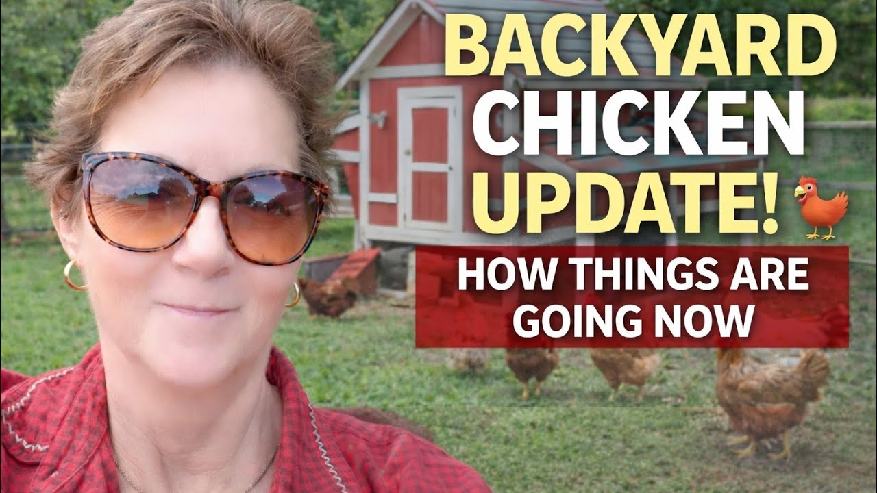 Chicken Update February 2026 #backyardchickens #healthy #wellness #sustainableliving