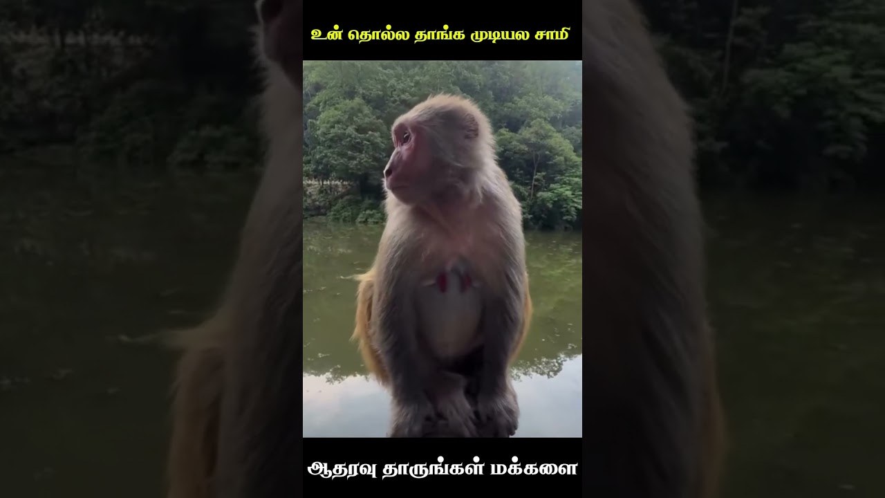 🤣உன் தொல்ல தாங்க முடியல சாமி🤣 animal mind voice comedy in Tamil #comedy 