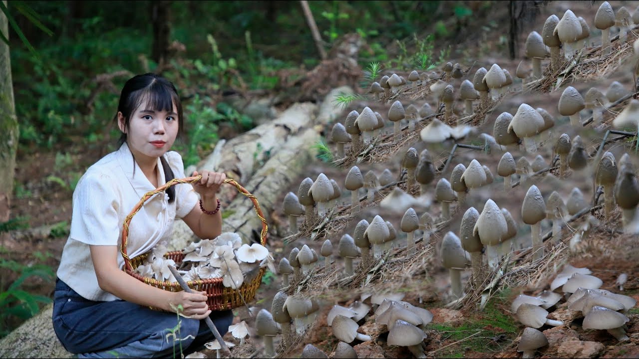 A delicacy of mushroom Chinese recipes, ingredients from my garden家門口長滿了雞樅菌，把它們烹飪成美味的雞樅宴｜Lizhangliu