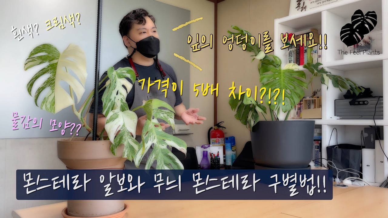 몬스테라 알보와 무늬 몬스테라 확실하게 구별하는 방법!! (가격이 5배 차이 나는 이유)