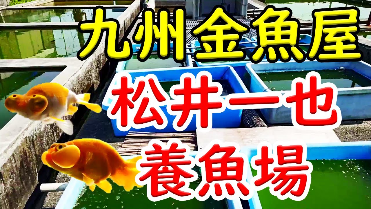 【松井一也養魚場】九州金魚屋巡り