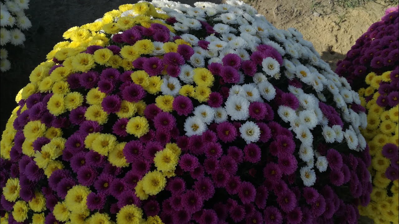 CHRYZANTEMY DROBNOKWIATOWE 26.10.2019