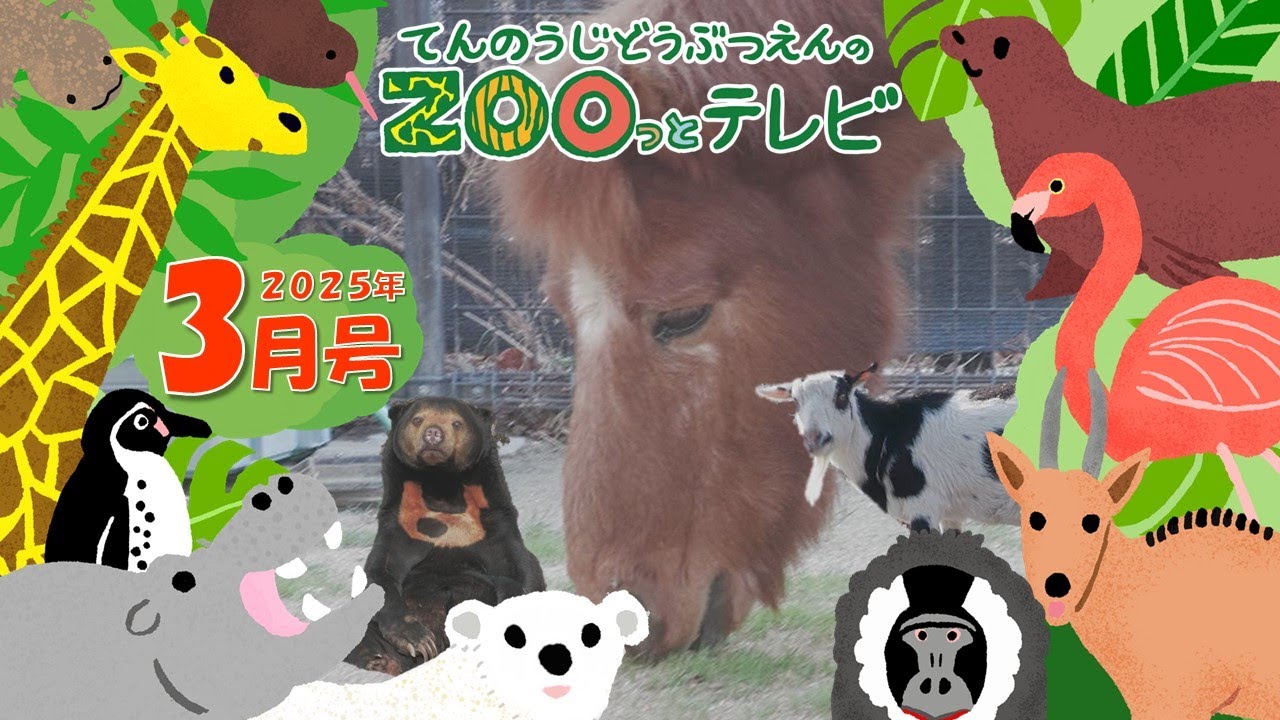 第33回てんのうじどうぶつえんのZOOっとテレビ ｜ 公式HPでプレゼント企画実施中！ 天王寺動物園｜2025年3月号