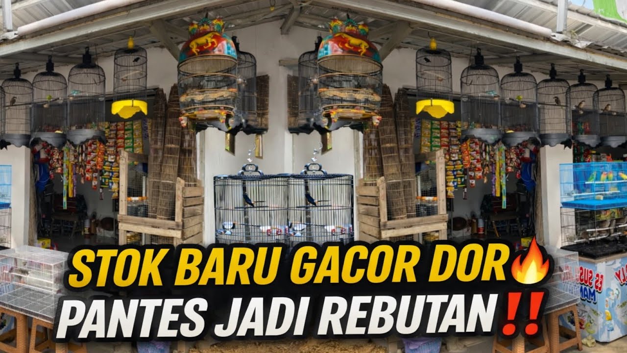 GILA SIH‼️STOK BARU MENDARAT DI KIOS KECIL INI 😱 SEMUA GACOR DOR, PANTES JADI REBUTAN