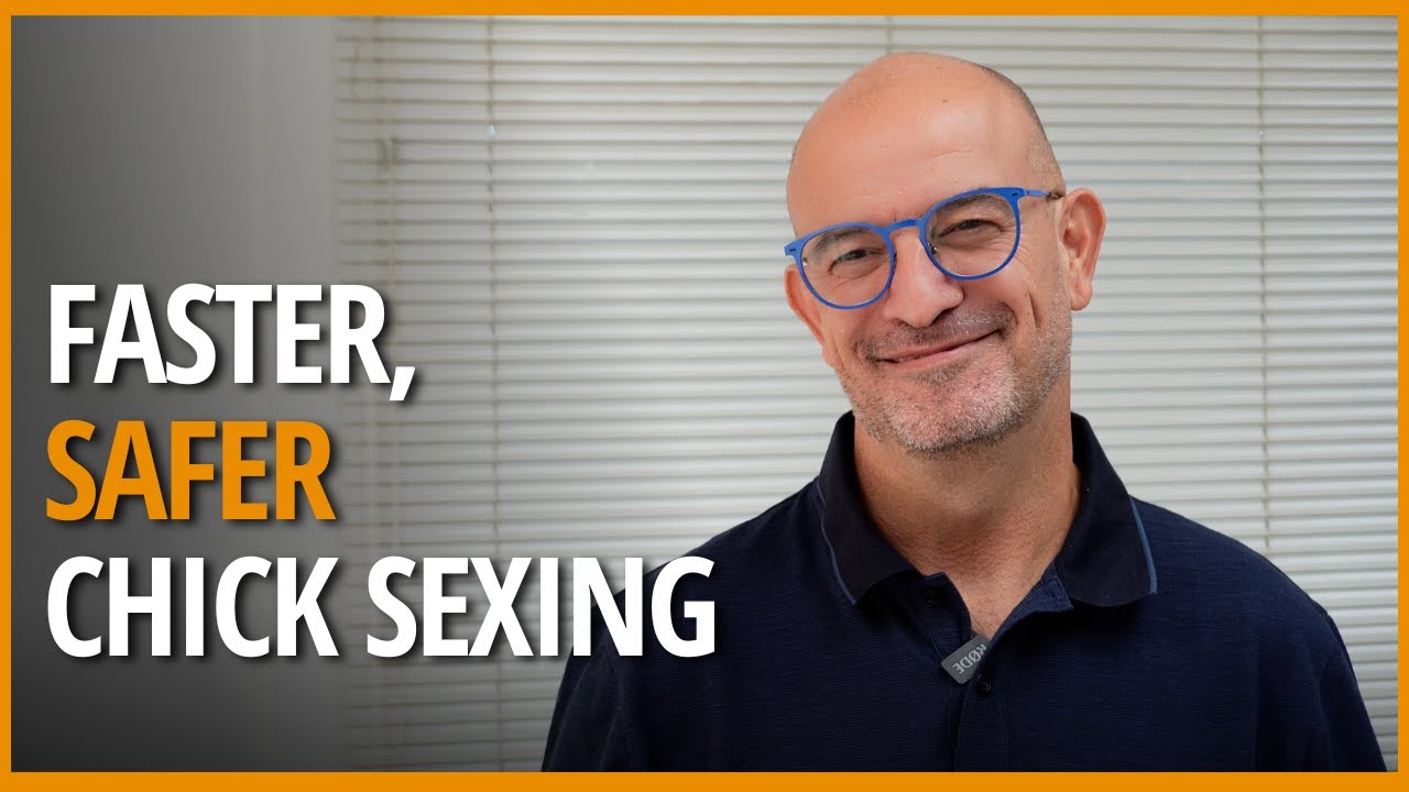 How TARGAN Wingscan improves chick sexing efficiency at Pondex hatchery in Spain
