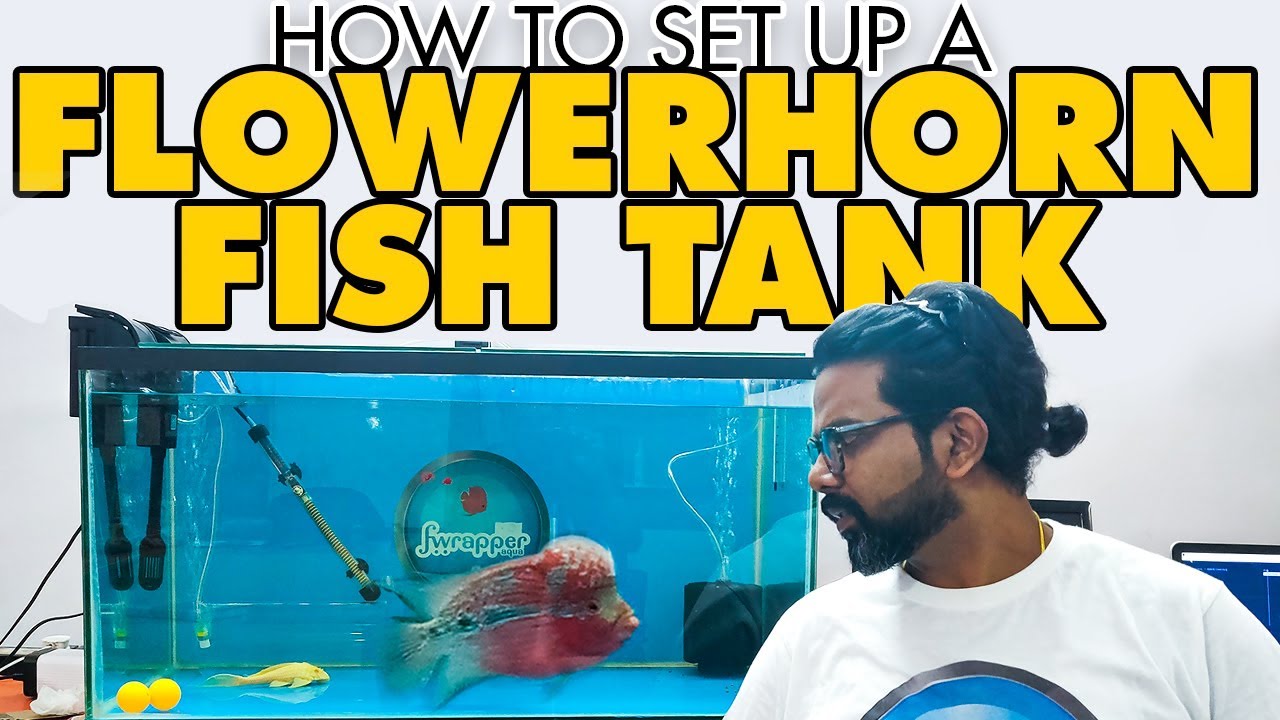 How to setup a Flowerhorn Fish Tank