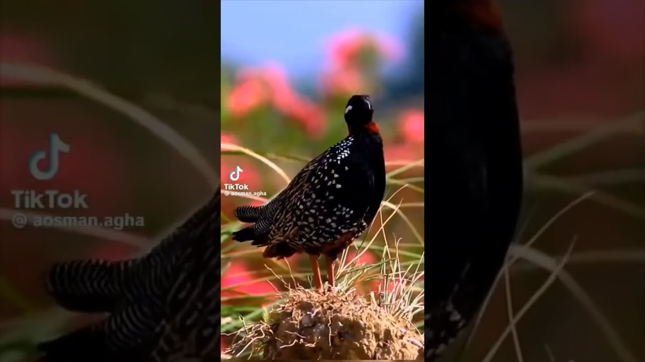 صوت الدراج 30 دقيقه صوت عالي وواظح