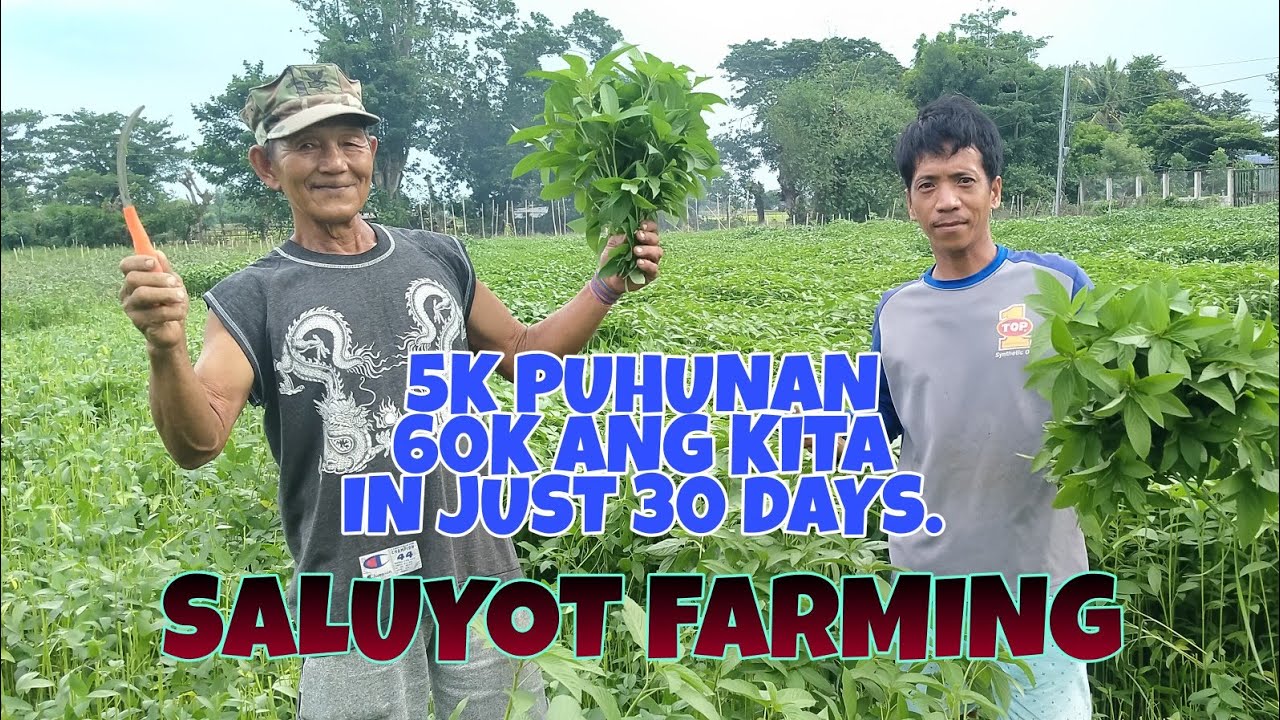 SALUYOT FARMING BUHAY BUKID JRTV